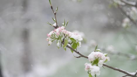 snow falling in slow motion on white and pink flower buds from a fruit tree in an orchard