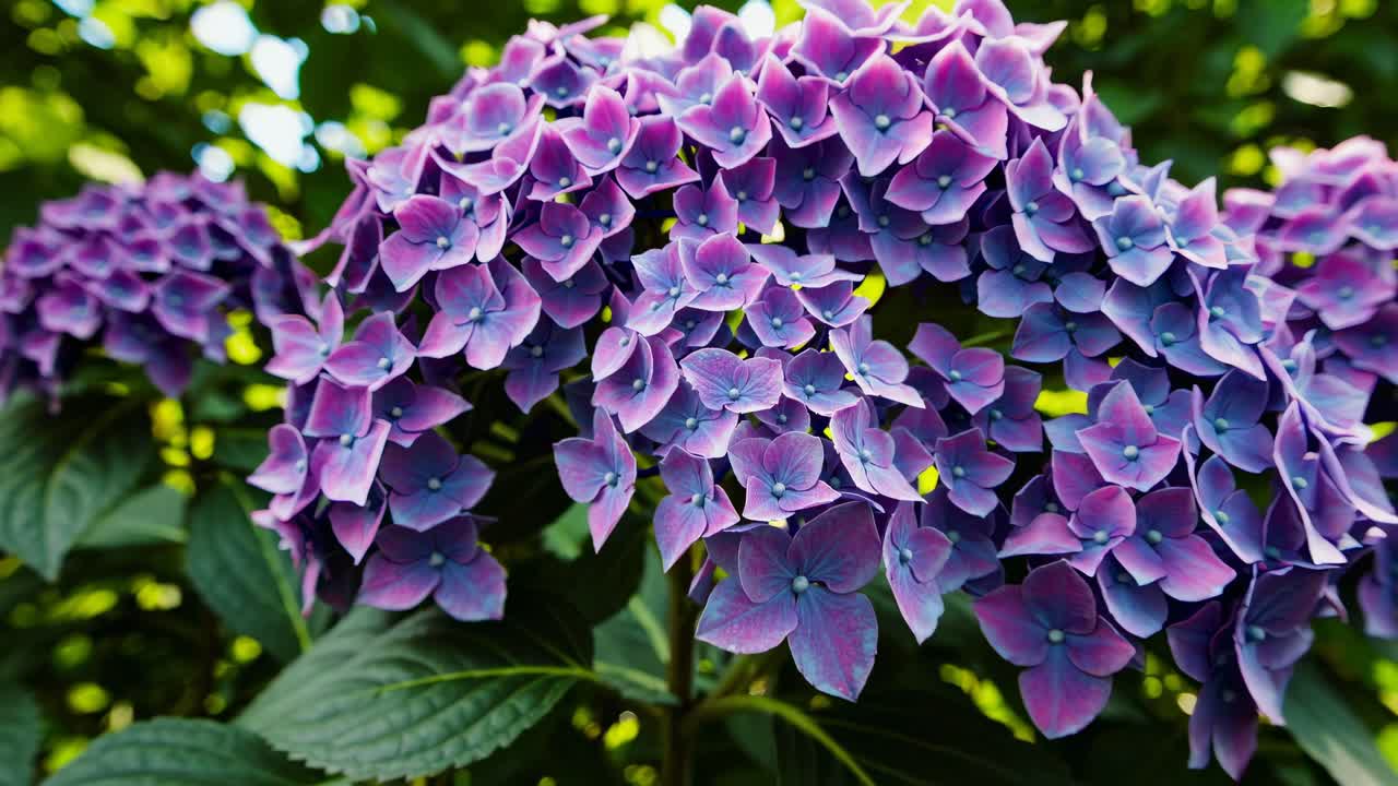 Vibrant video still of blooming hydrangeas in sunlight, captured from a low angle, emphasizing lush