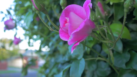 Pink-rose-in-a-suburban-house-garden