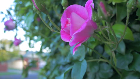 pink rose in a suburban house garden