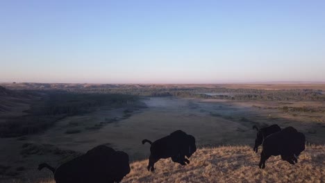 aerial flight over buffalo bison herd to foggy river valley beyond