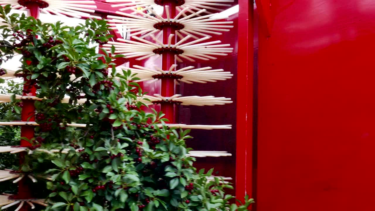 체리 수확에 특화 된 농업 기계