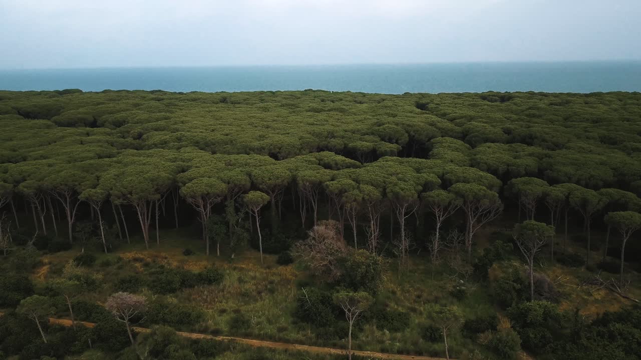 vista aérea volando sobre el vasto desierto de pinos marítimos que conducen a la laguna homónima de orbetello desde el monte argentario, cerca de la toscana, italia