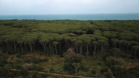 Aerial-view-flying-over-the-far-reaching-wilderness-of-maritime-pines-leading-to-the-eponymous-lagoon-of-Orbetello-from-Monte-Argentario,-near-Tuscany,-Italy