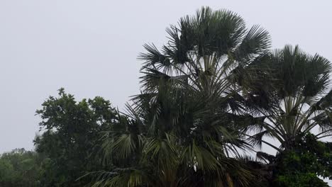 Strong-winds-from-Typhoon-Rai-as-it-hits-Cebu-City-Philippines