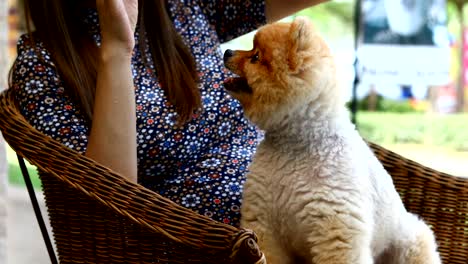 pomeranian dog cute pets eating snack in hand owner