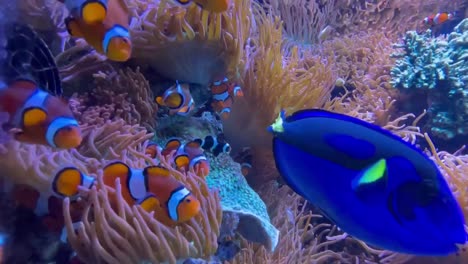 clownfish. mutualism and symbiotic relationship with sea anemones