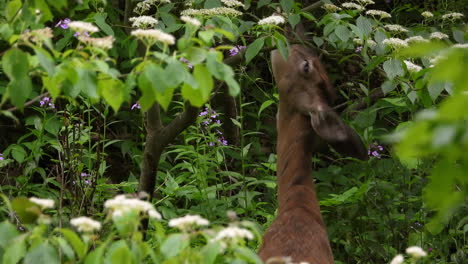 View-of-a-wild-Roe-Deer-eating-leaves-from-a-tree-in-the-natural-habitat,-static