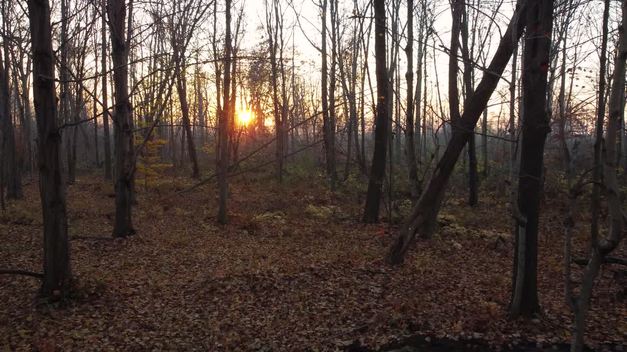 캐나다 온타리오 주 피네리 지방 공원 에서 해 가 지는 나무 들 을 통해 볼 수 있는 풍경