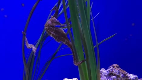 caballitos de mar agarrados a la hierba marina. bajo el agua. acuario