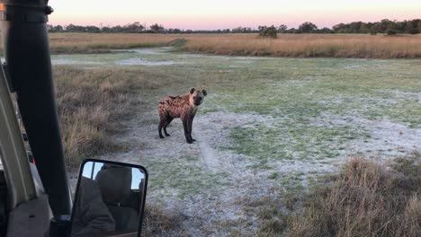 a lone spotted hyena blocks and inspects a vehicle on safari, botswana