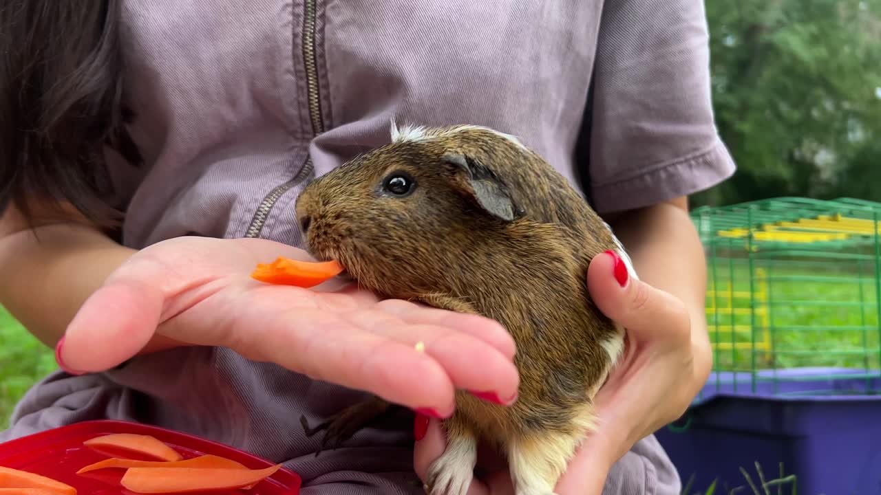 ребенок кормит морковью морской свинки