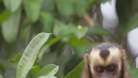 A-capuchin-monkey-eats-fruit-from-a-tree-limb-then-runs-away,-close-up-head-shot