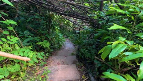 lush greenery surrounds a descending forest path