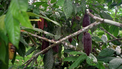 slow pan shot of growing brown cacao fruit hanging in cacao tree