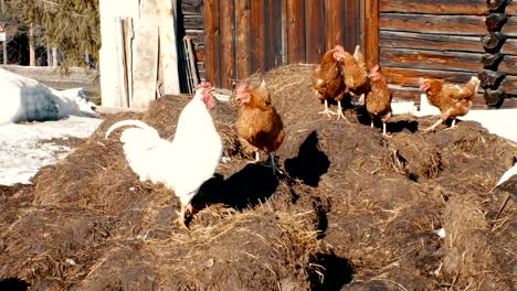 hens and rooster graze outside the winter stable in the high mountains of south tyrol