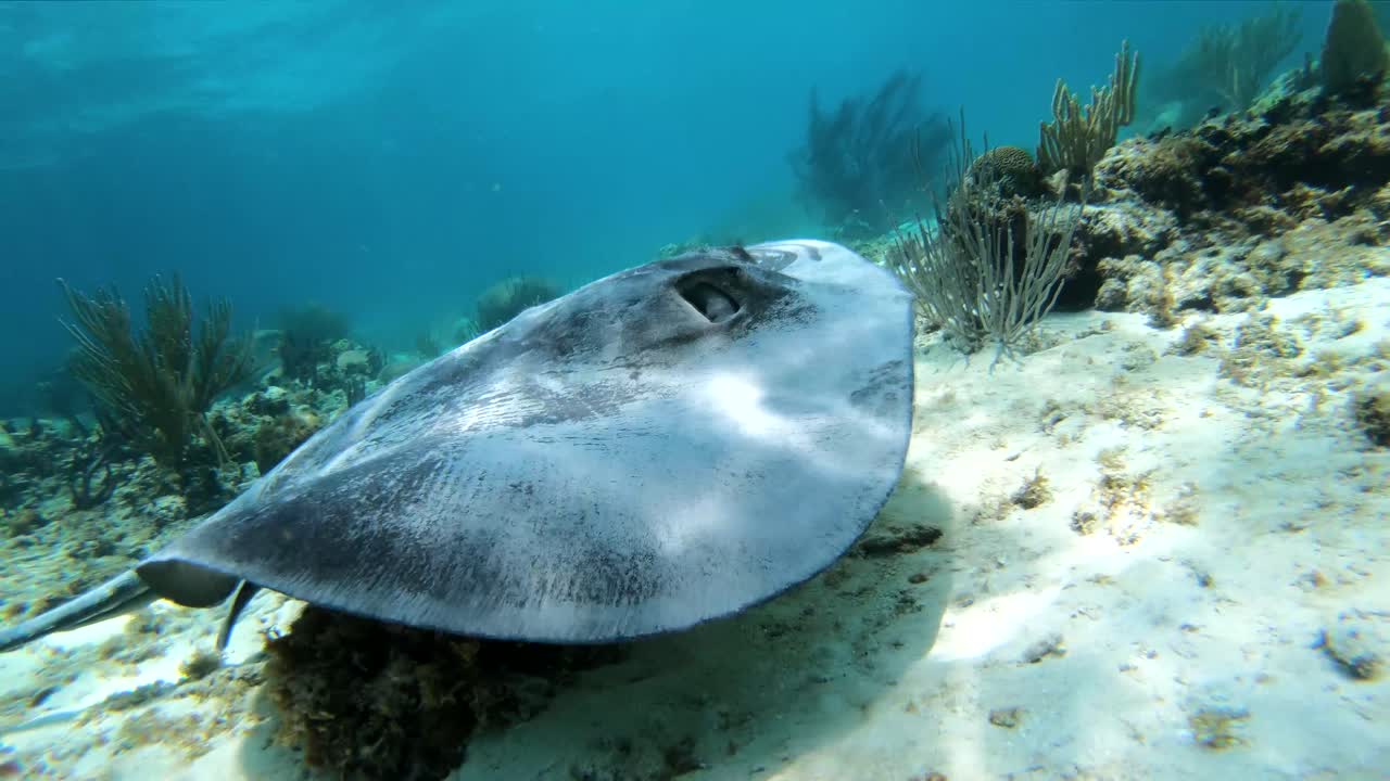 Caribbean Ocean Wildlife
