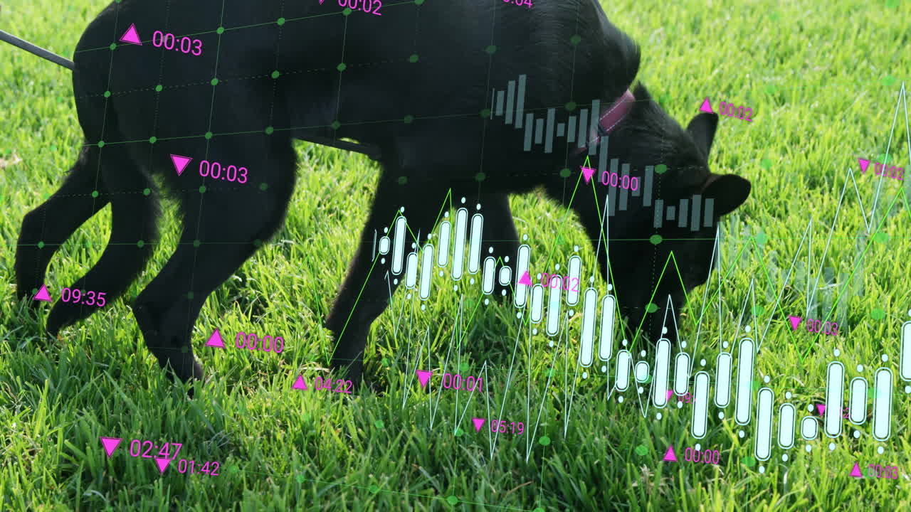 Black cat walking and sniffing green grass, displaying financial candlestick bars and line graphs