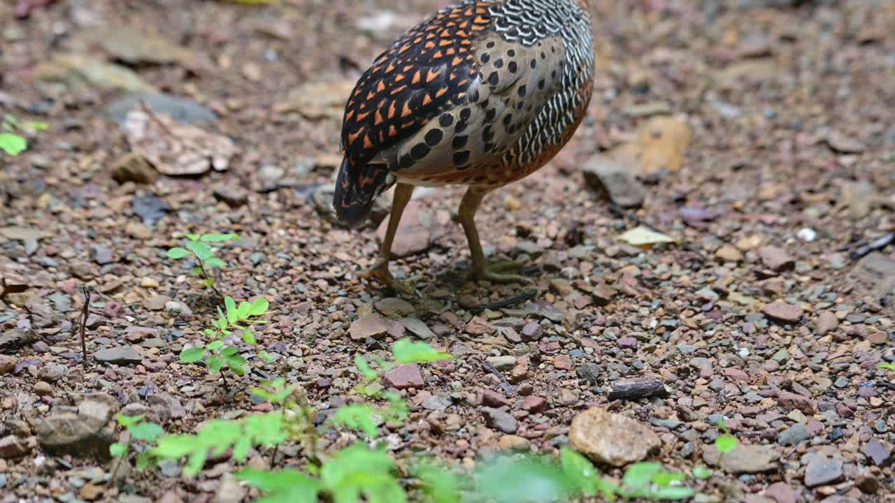 mirando hacia la izquierda y luego se mueve hacia la parte superior del cuadro para desaparecer, perdiz ferruginous caloperdix oculeus, tailandia
