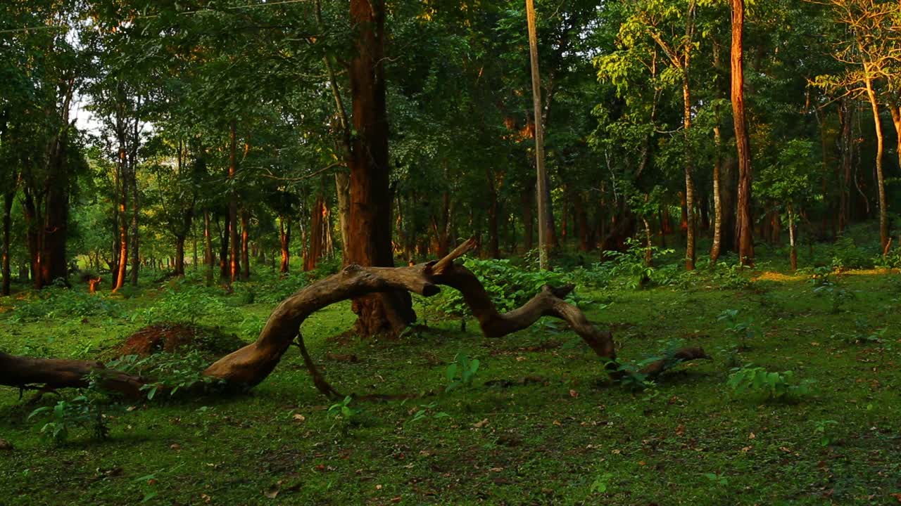 luz dorada del sol sobre troncos de árboles altos en un bosque cuando comienza a ponerse