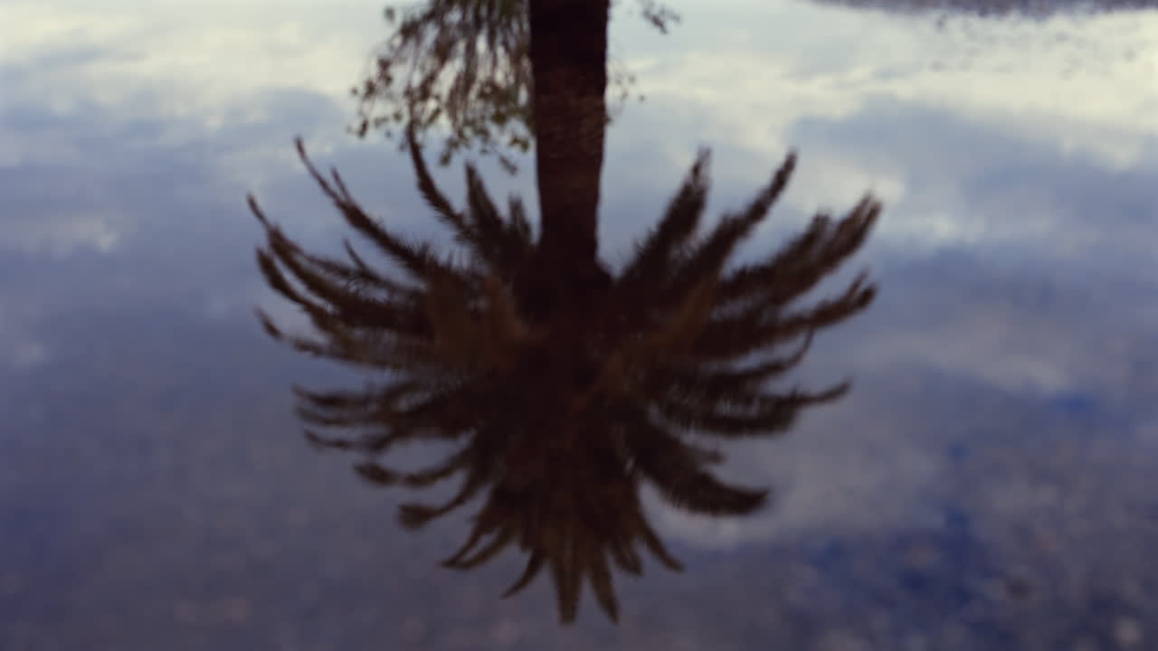 The reflection of a palm tree on the sea