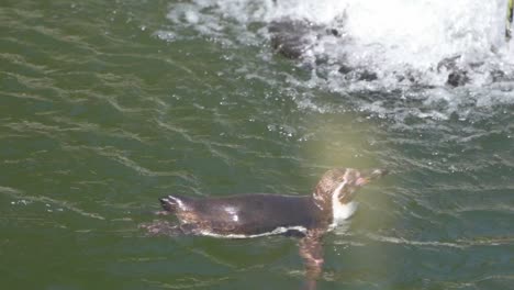 Tracking-shot-of-a-vulnerable-species-humboldt-penguin,-spheniscus-humboldti-swimming-in-water-pond-during-daylight-in-Zoo-Planckendael,-Belgium