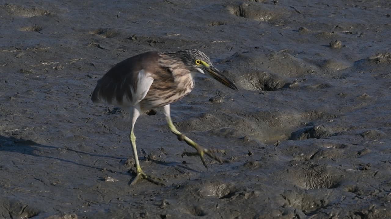 계절에 따라 다른 깃털을 표시하는 태국에서 발견되는 연못 왜가리 중 하나