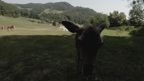deer eating leaves in a mountain village