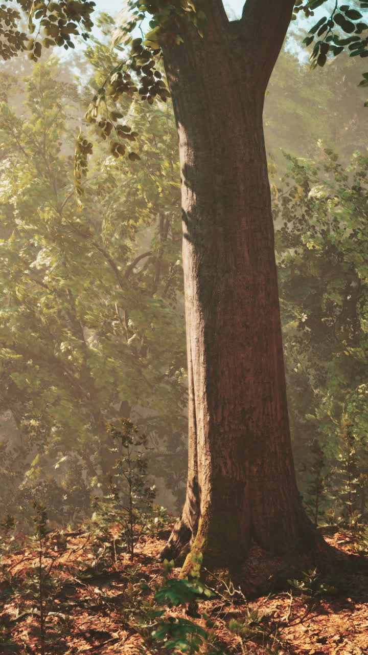 Misty Forest with Sunlight