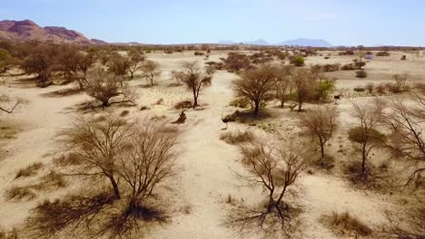 good aerial of an ostrich running in the namib desert namibia