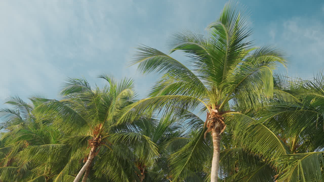 Palm trees under bright blue sky, sunlit fronds sway above verdant canopy, gentle breeze rustles leaves, textured trunks reach toward horizon, warm tropical atmosphere evokes resort getaway