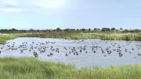 los gansos de canadá se reúnen en un lago de pantano salado después de una larga migración al reino unido