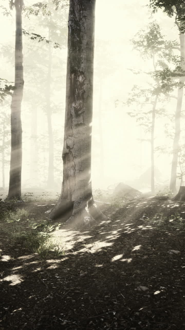 안개 숲 속 의 빛