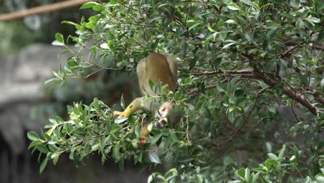 South-American-Squirrel-Monkey-climbing-on-a-tree-at-a-zoo