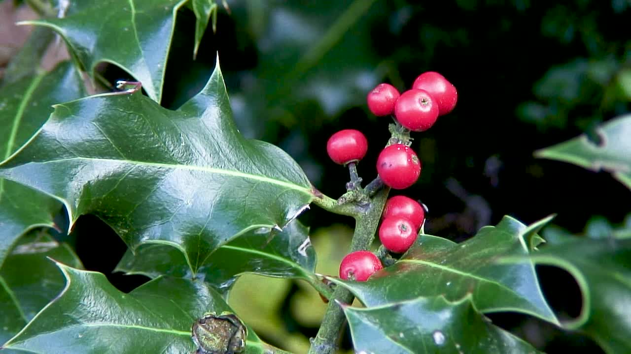 Beautiful red holly berries and shiny green leaves hanging from a holly bush in Manton, Oakham, Rutland, UK