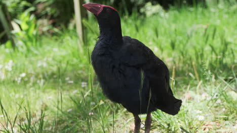 Preening-Beautiful-Pukeko,-Australasian-Swamphen,-Bird-Native-to-New-Zealand