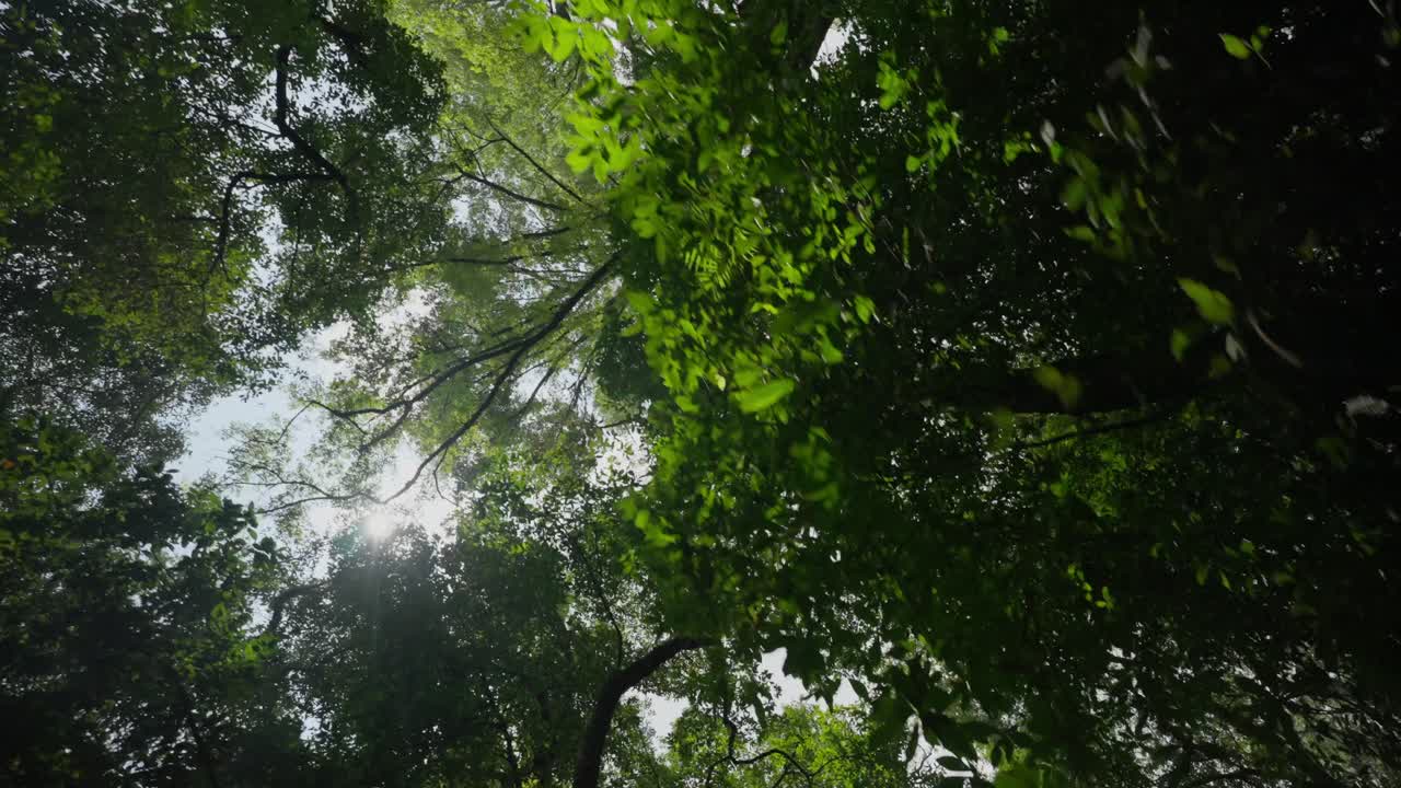 Ripresa al rallentatore di alberi dal basso nella foresta pluviale in Messico
