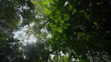 Toma-En-Cámara-Lenta-De-árboles-Desde-Abajo-En-La-Selva-Tropical-De-México