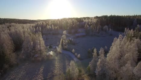 drone survolant une cabane finlandaise isolée au milieu d'une forêt d'épicéas