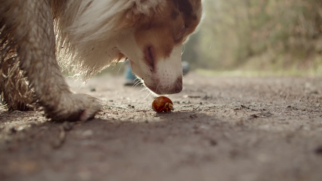 Ein Australian Shepherd schnüffelt bei einem Spaziergang neugierig an einer in ihrem Schneckenhaus versteckten Schnecke.