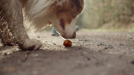 Australian-Shepherd-on-a-walk-curiously-sniffing-a-snail-hidden-in-its-shell