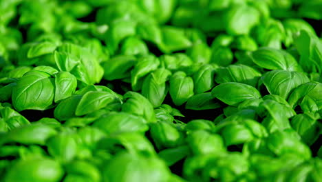 Healthy-fresh-leaves-of-lush-green-basil-plants