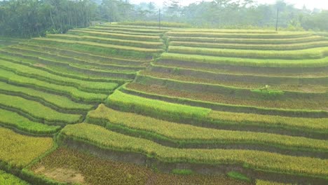 Tiro-De-Drones-En-órbita-De-Un-Campo-De-Arroz-En-Terrazas-Que-Está-En-Proceso-De-Cosecha---Java-Central,-Indonesia