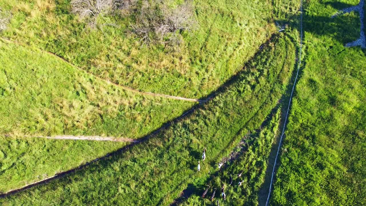 이탈리아 남부 티롤에 있는 이탈리아 백운석에 있는 세다의 푸른 목초지에서 방황하고 방목하는 양과 염소의 공중 전망