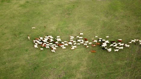 aerial flying over small herd of goats crawling on a meadow on a sunny day
