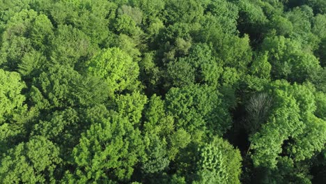 aerial view of forest in springtime