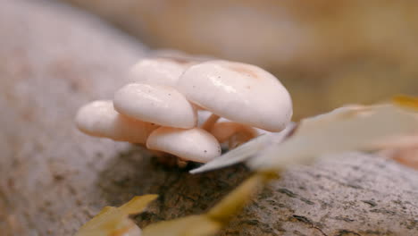 mushrooms on a tree branch near a leaf