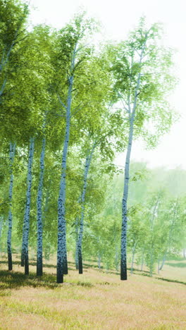 birch tree forest in summer