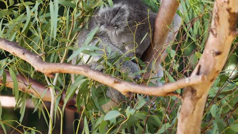 koala resting among eucalyptus branches