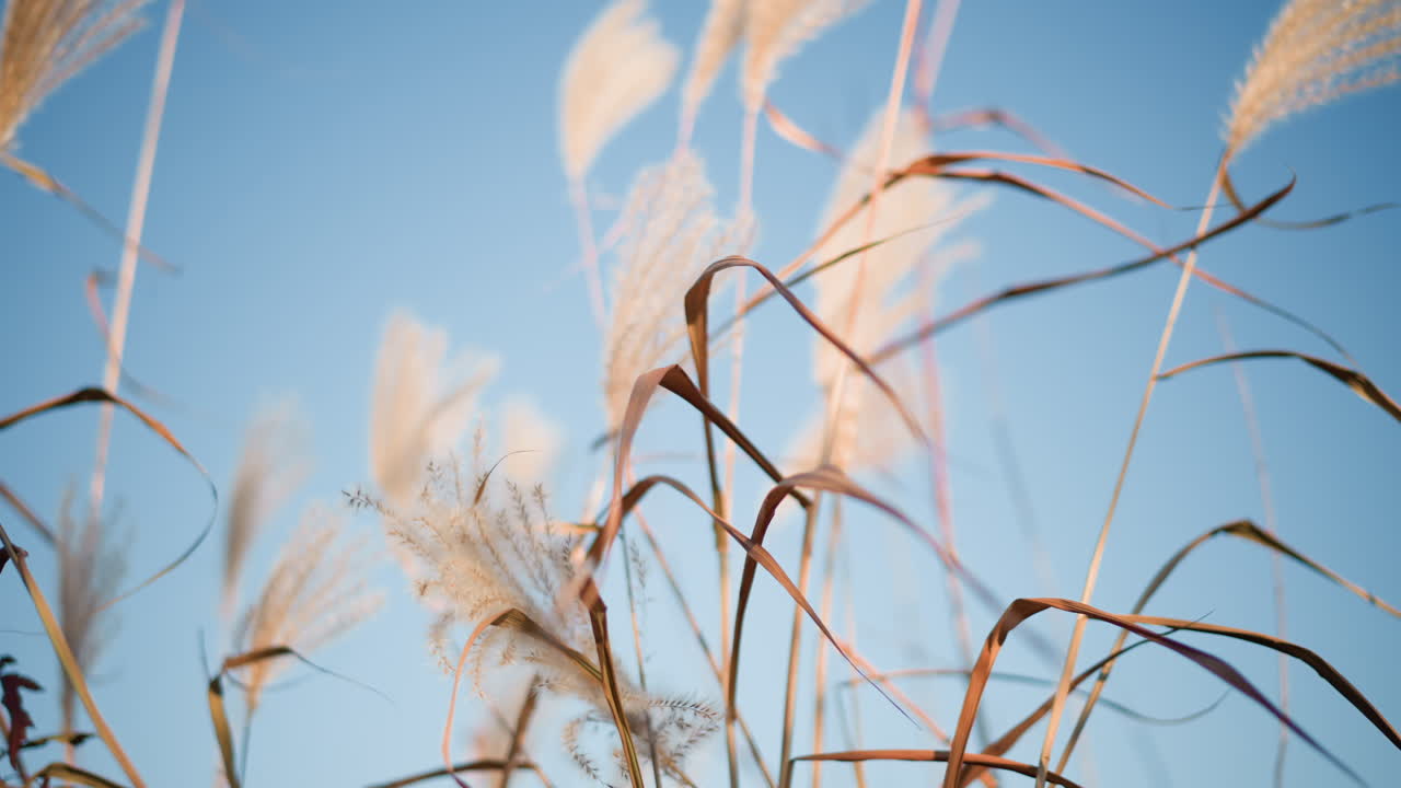 Sunlit pampas grass swaying against sky, golden stalks catching soft light, calm minimalist composition, gentle breeze, open field mood ideal for garden designer visuals and landscape photography